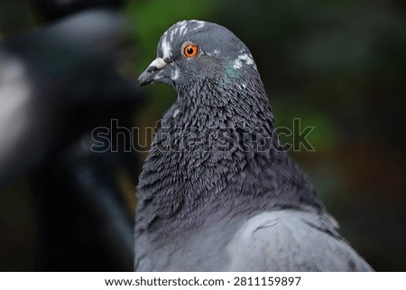 Up Close of Pidgeon Head