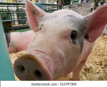 Up close with a pig 