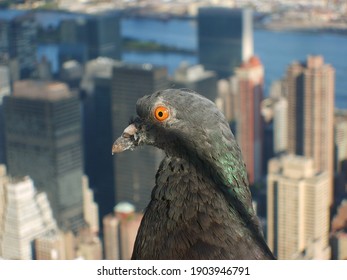 Close Up Of A Pigeon At The Top Of Empire State Building With Surrounding Buildings As Background