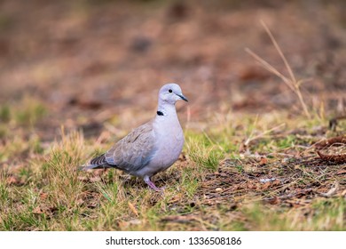 Close up pigeon walking in the natural park in the morning. - Shutterstock ID 1336508186