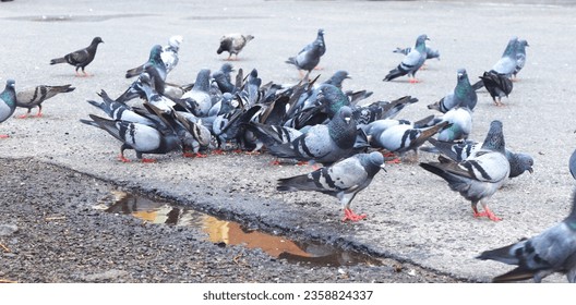 Close up of pigeons and on the road While looking for their breakfast Urban Animals Concept  Selective focus. Horizontal shot Pigeons and doves constitute the bird family Columbia and the order 