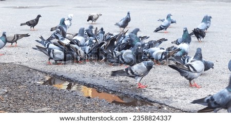 Close up of pigeons and on the road While looking for their breakfast Urban Animals Concept  Selective focus. Horizontal shot Pigeons and doves constitute the bird family Columbia and the order 