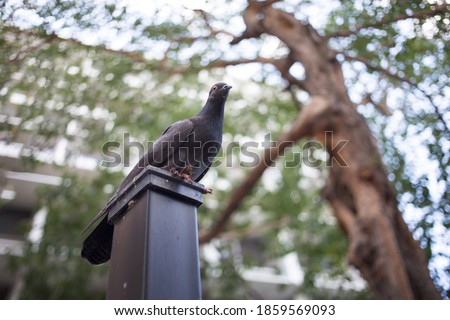 close up pigion bird on pole with banner size