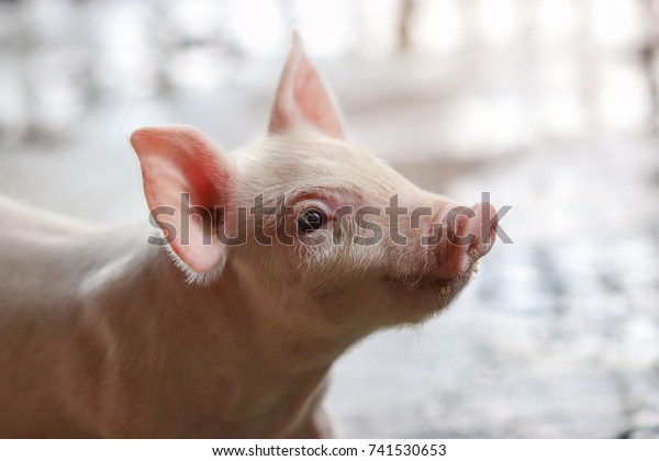 タイの農場で屋内で餌を食べる子豚の接写 露店の豚 目の接写とぼかし ポートレート動物 の写真素材 今すぐ編集