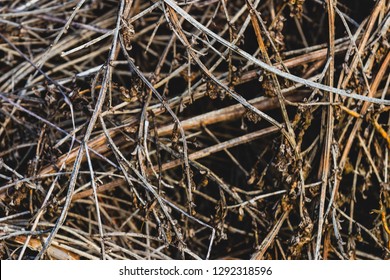 Close Up Pile Of Dry Wooden Twigs In Random Order