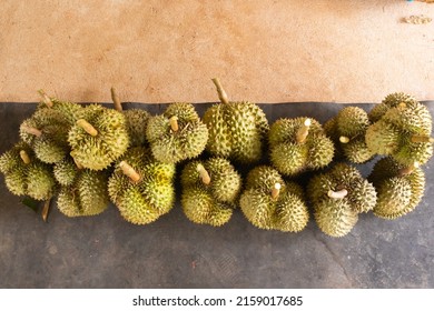 Close Up Of Pile Fresh Durian Ready For Harvest