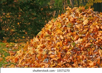 close up of a pile of leaves.