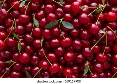 Close up of pile of ripe cherries with stalks and leaves. Large collection of fresh red cherries. Ripe cherries background. 