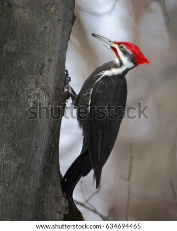 Close up of Pileated Woodpecker climbing up a tree