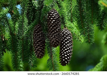 close up of a pine cone