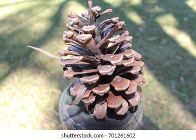 Close up of a pine cone balanced on a wooden pole.