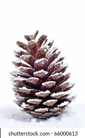 close up of a pine cone on the snow