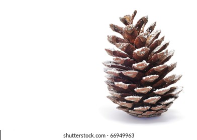 Close Up Of A Pine Cone On The Snow