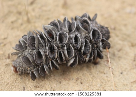 Close up of pine cone at Ricketts Point