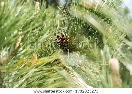 close up of pine cones and needles