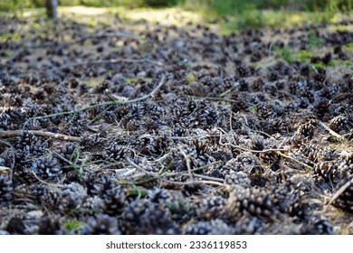Close up of pine cones on the forest floor