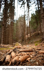 Close up of pine cones on the ground in a dense pine forest with a blurred background. Autumn forest ground covered with pine cones and dry needles.