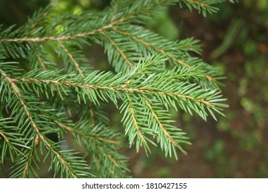 close up of pine needles