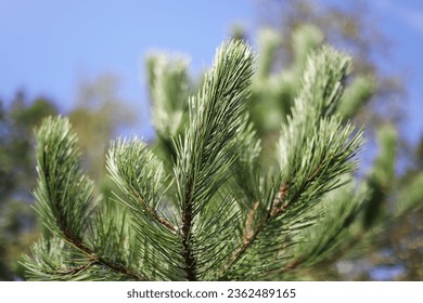 Close up of pine needles