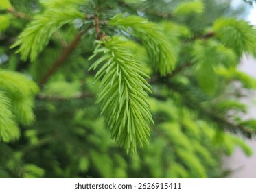 Close up of pine needles