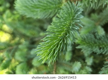 Close up of pine needles