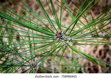 close up pine needles