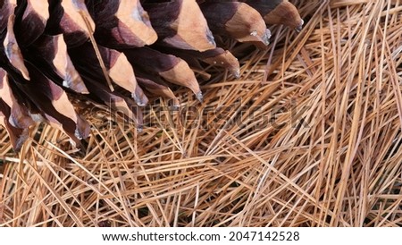 close up of pine needles