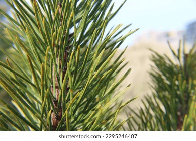 Close up of pine needles at beach