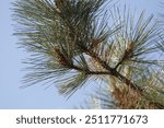 Close up of pine needles on pine tree with blue sky in California