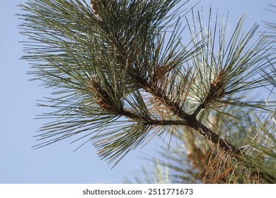 Close up of pine needles on pine tree with blue sky in California - Powered by Shutterstock