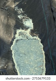 Close up of Pine Pollen in Puddle 