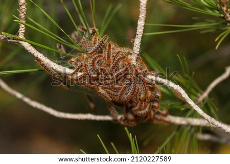 Close up of Pine Processionary Moth (Thaumetopoea pityocampa) caterpillars feeding in an Aleppo pine tree (Pinus halepensis) near Freginals, Catalonia, Spain