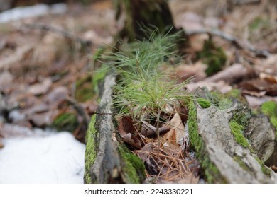 Close up of pine sapling growing out of log.