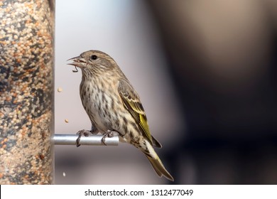 Close Up Of A Pine Siskin Perched On A Bird Feeder