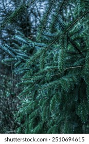 Close up of pine tree