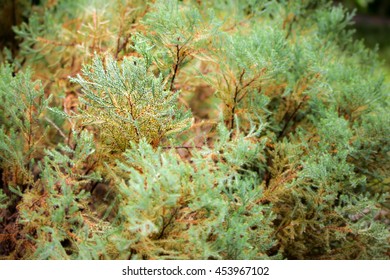 Close up of Pine tree