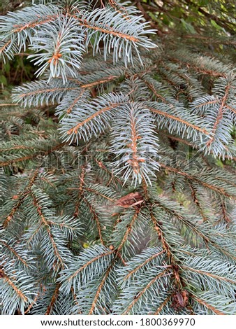 Close up of a Pine tree