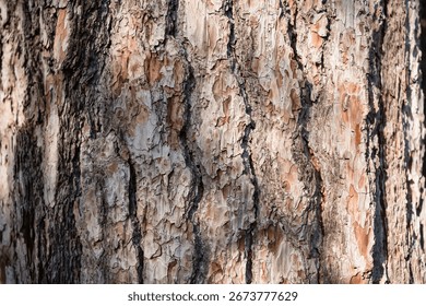 close up pine tree bark texture on a sunny day