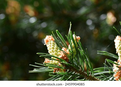 Close up of pine tree blooming, Suir Blueway, Clonmel, Co. Tipperary, Ireland