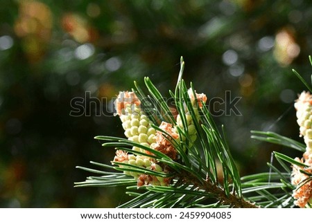 Close up of pine tree blooming, Suir Blueway, Clonmel, Co. Tipperary, Ireland