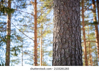 Close up of pine tree with blurry forest scenery on background