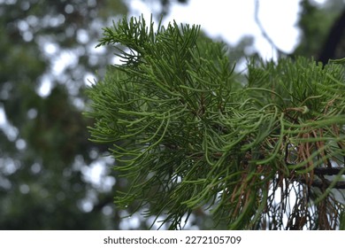 A close up of a pine tree branch