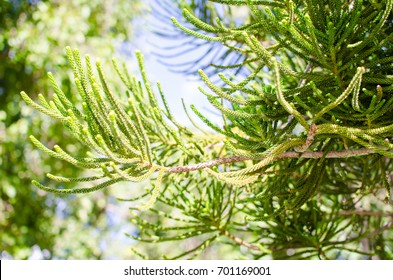 Close up of Pine tree branch.