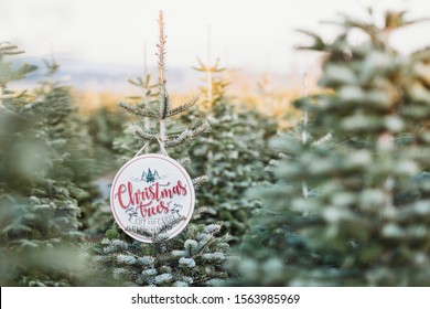 Close Up of a Pine Tree branch at a Christmas Tree Farm. Wood Merry Christmas sign hanging on a Christmas Tree branch. Red Christmas Tree decoration. Winter holidays mood.