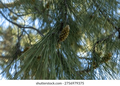 Close up of pine tree branch with young male cones and long green needles. Detailed botanical shot of coniferous tree blooming in spring sunlight. Mediterranean, Turkey.