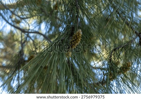 Close up of pine tree branch with young male cones and long green needles. Detailed botanical shot of coniferous tree blooming in spring sunlight. Mediterranean, Turkey.
