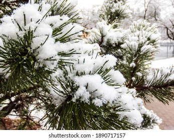 Close up of pine tree branches covered with snow and icicles on a gloomy and gray day