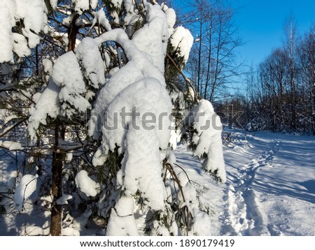 Close up of pine tree branches covered with a lot of snow with visible path in snow on sunny day with bright blue sky