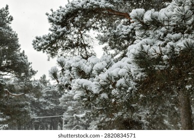 Close up of pine tree branches laden with fresh white snow