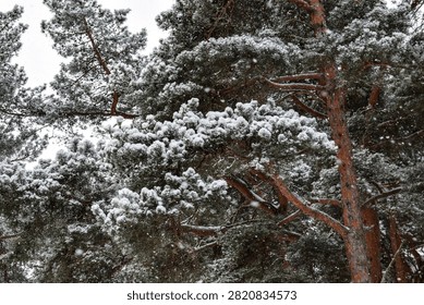 Close up of pine tree branches laden with fresh white snow